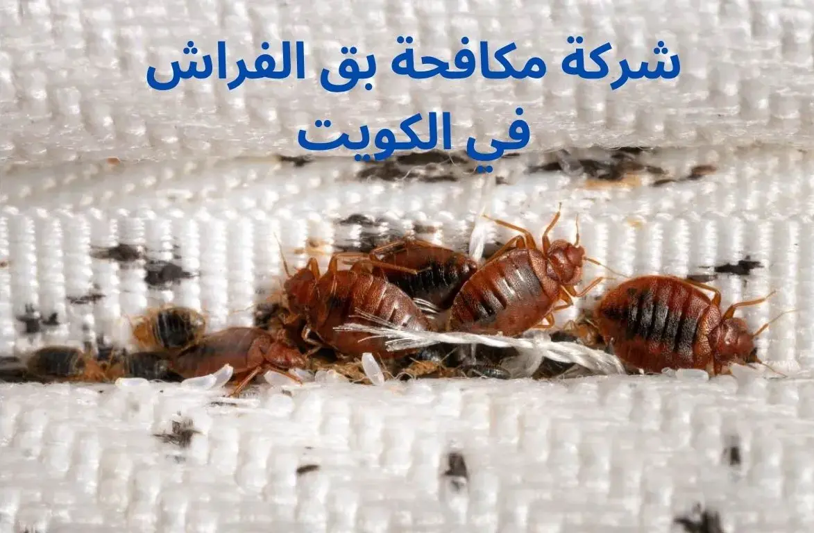 A group of bed bugs on bed sheet