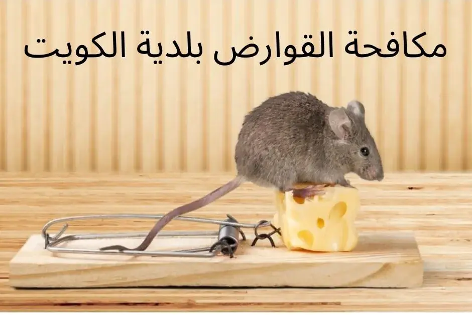 A rat eating sit on a trap over a cheese.