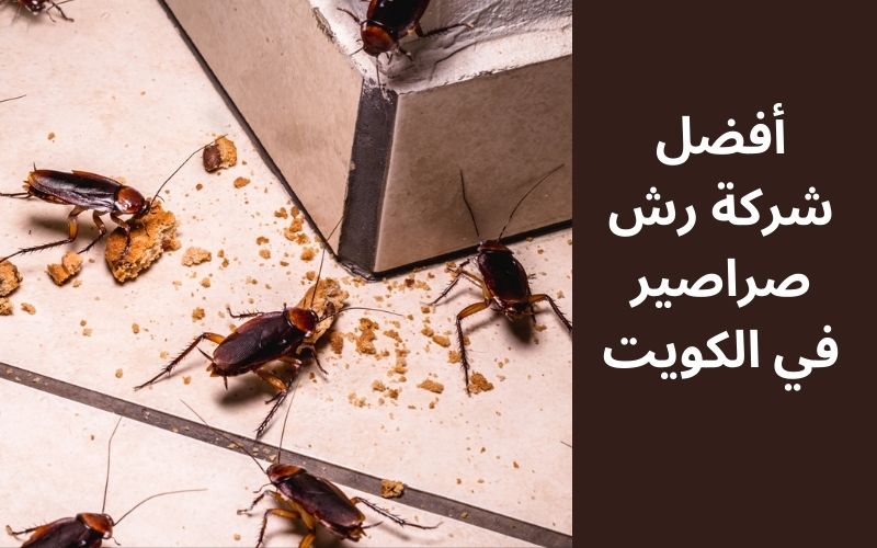 A group of cockroach eating biscuit on a floor, website banner